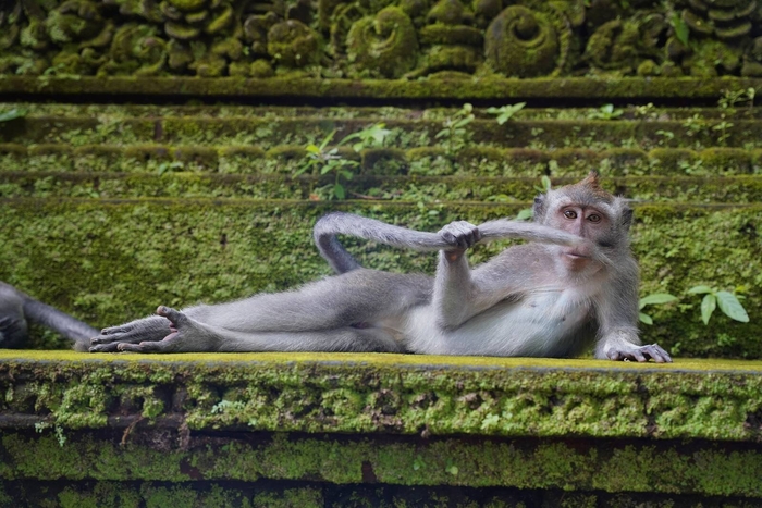 높은 점수를 받은 '열대우림 멋쟁이'. 사진=Comedy Wildlife Photo Awards/Delphine Casimir