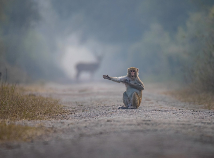 높은 점수를 받은 '우측을 보라구, 친구'. 사진=Comedy Wildlife Photo Awards/Pratick Mondal