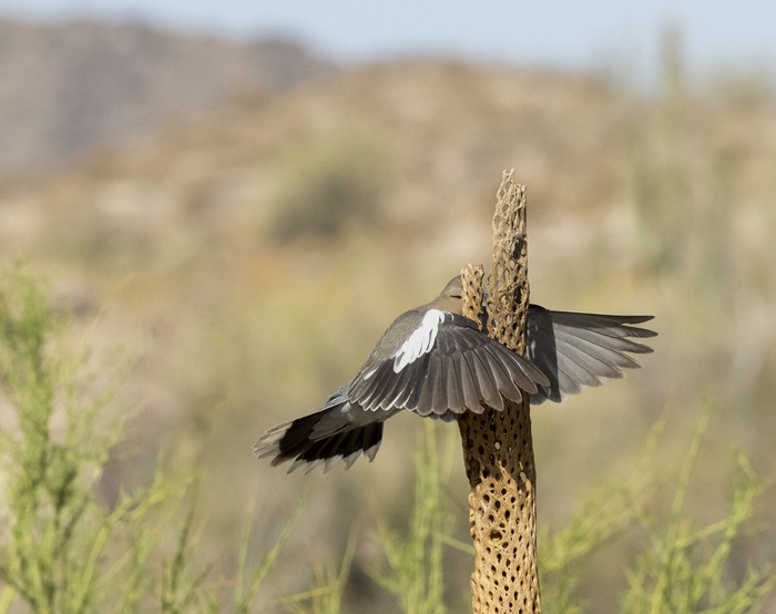 높은 점수를 받은 '어제는 없었는데'. 사진=Comedy Wildlife Photo Awards/Wendy Kaveney