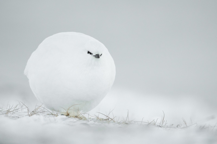 높은 점수를 받은 '눈덩이'. 사진=Comedy Wildlife Photo Awards/Jacques Poulard