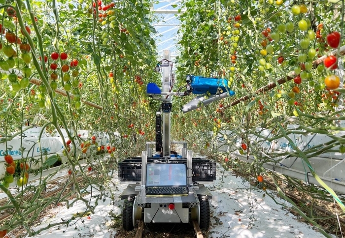 일본 이나호의 인공지능(AI) 기반 방울토마토 수확 로봇. 이나호 제공