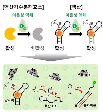 이온성 액체 내에서 핵산가수분해효소와 핵산의 특성