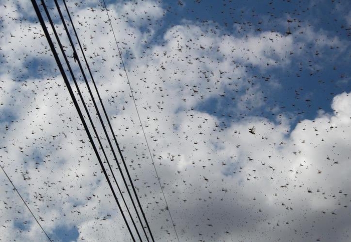 지난 5일(현지시간) 멕시코 유카탄주에 들이닥친 메뚜기 떼. 사진=엑스(@Changuitofilos)갈무리