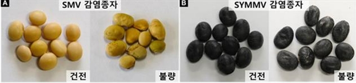 SMV와 SYMMV에 감염된 콩으로부터 수확한 종자 비교 모습.