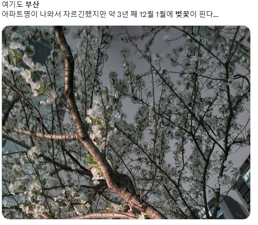 부산 벚꽃 개화 목겸담이 인증 사진과 함께 올라왔다. 사진=트위터 캡쳐