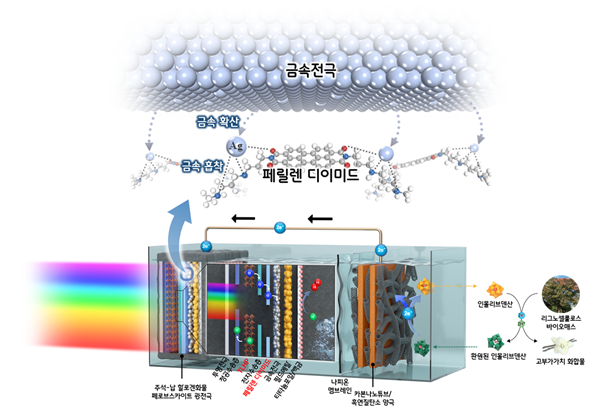 [연구그림] 금속이온 확산의 화학적 장벽 역할을 하는 페릴렌 디이미드 분자 적용으로 안정성이 향상된 광전기화학 장치 개략도