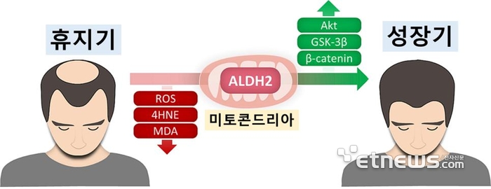 ALDH2 활성화 통해 산화 스트레스 감소를 감소시키고 베타카테닌을 증가 시킴으로써 모낭을 성장기로 회복시킬 수 있다.