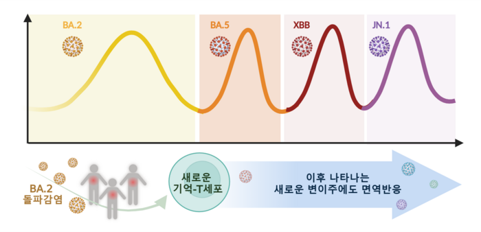 오미크론 돌파감염으로 형성된 기억-T세포의 새로운 변이주 면역반응