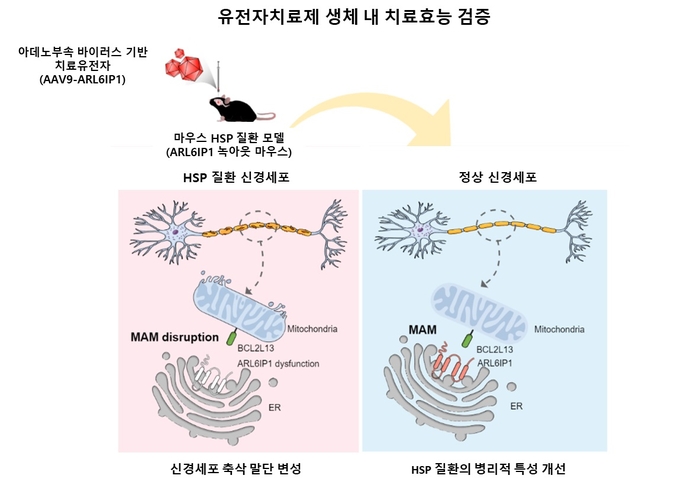 생명연, 유전성 하지마비 질환 유전자치료 기술 개발