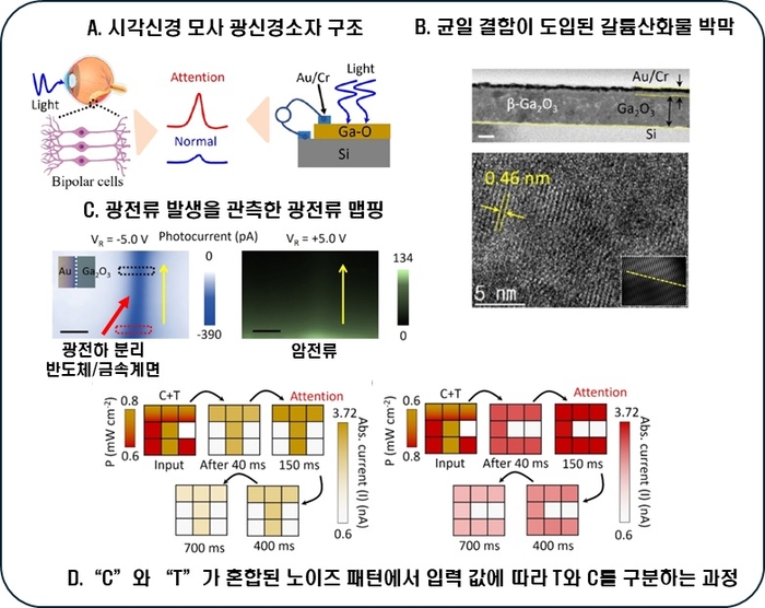 서형탁 아주대 첨단신소재공학과 교수팀의 지능형 광 신경 소자 연구 이미지.