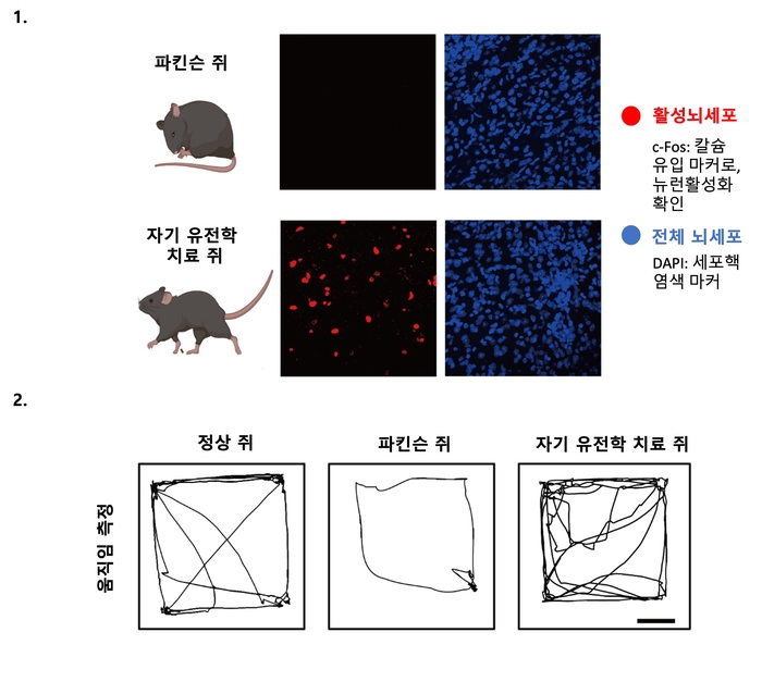 나노-자기유전학을 이용한 DBS의 파킨슨병 운동 장애 치료 효과