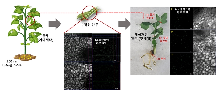 노출식물로부터 수확된 완두 및 후세대 식물로 전이된 미세·나노 플라스틱. 안윤주 건국대 교수 제공