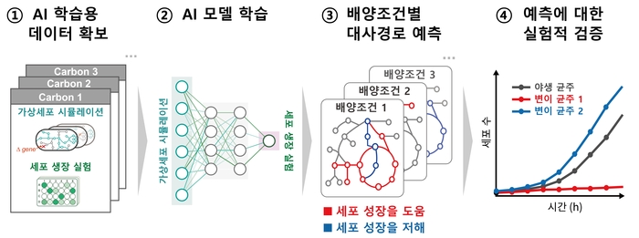 인공지능(AI)을 통한 핵심 대사반응 규명 과정. 윤석호 건국대 교수 제공