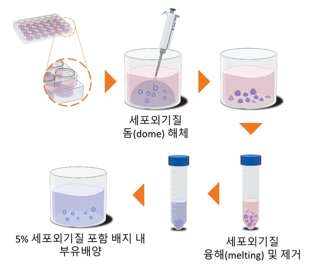 표준연이 개발한 간 오가노이드 부유 배양법