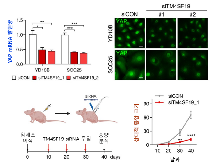 TM4SF19 감소에 의한YAP 발현 감소 및 종양 감소