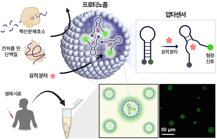 프로티노좀이 내부에 탑재된 압타센서를 유해 단백질들로부터 보호하고 표적 분자만을 선택적으로 통과시킴으로써 생체 시료에 대한 전처리 없이 표적 물질을 신속하고 효과적으로 검출할 수 있다. 관련 연구 이미지.