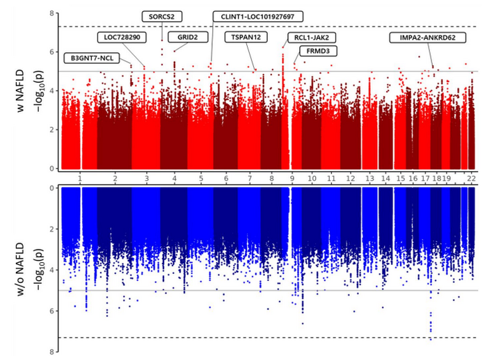 비알코올성 지방간 보유 환자군 (wNAFLD)와 비환자군 (wo NAFLD) 에서 심장질환 위험을 높이는 유전지표 발굴을 위한 '전장유전체상관성분석' 결과 표