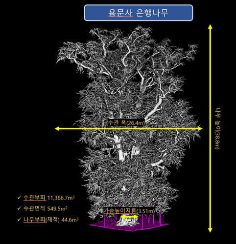 국립산림과학원, 용문사 은행나무 라이더 기술 분석...아파트 17층 높이 무게만 중형차 69대