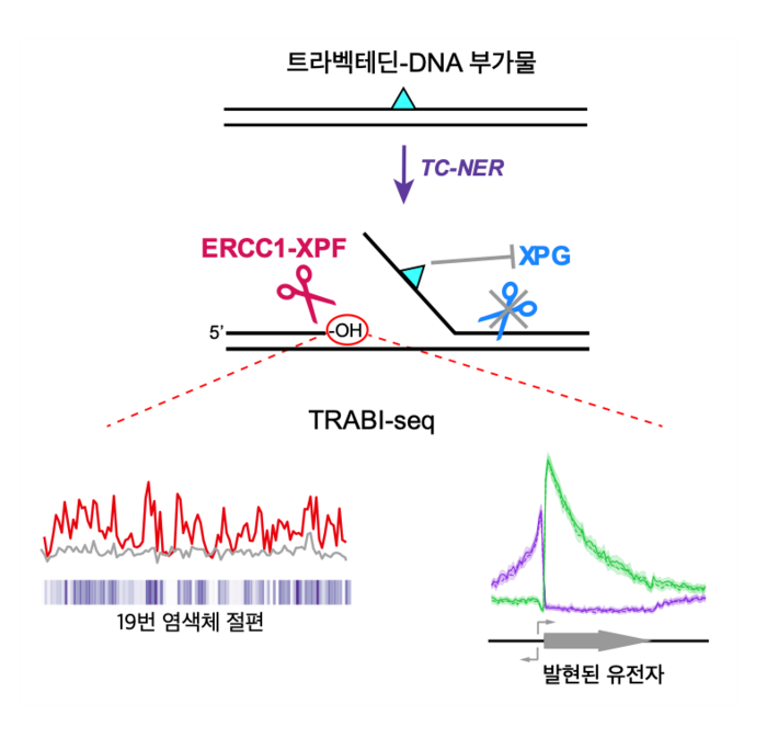 트라벡테딘 유도 TC-NER에 의한 단절 형성 및 TRABI-Seq에 의한 단절 위치 확인 메커니즘