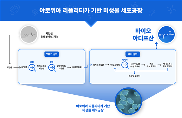 지방산 유래 산물로부터 바이오 아디프산 생산을 위한 대사 경로 모식도