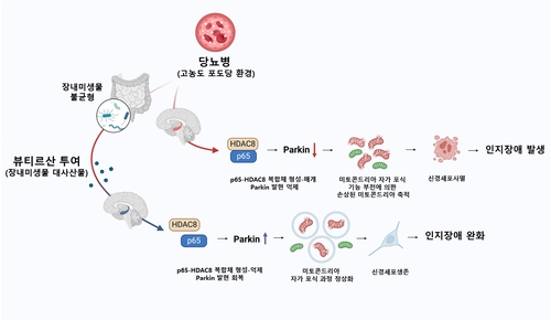 뷰티르산에 의한 당뇨병성 인지장애 회복 기전 개념도. 한호재 서울대 교수 제공