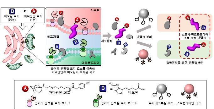 단백질 라벨링 및 식별 프로세스(OrthoID) 도식