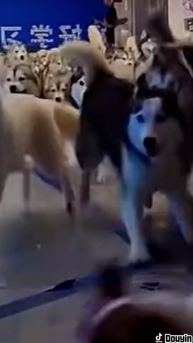 '너무나 귀여운 개판'…쇼핑몰에 허스키 100마리가 '우르르' [숏폼]