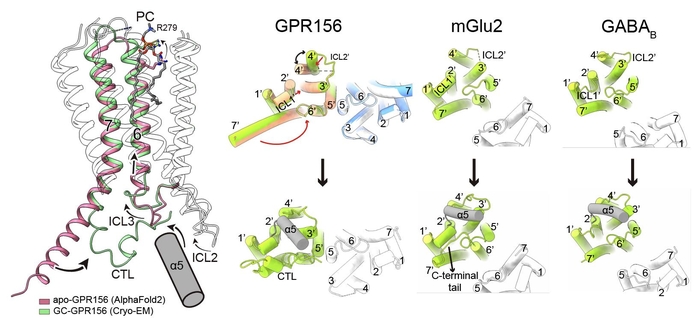 연구관련 이미지. GPR156 활성 메커니즘 모식도와 대표적인 class C GPCR 인 mGlu2, GABAb 수용체와 비교