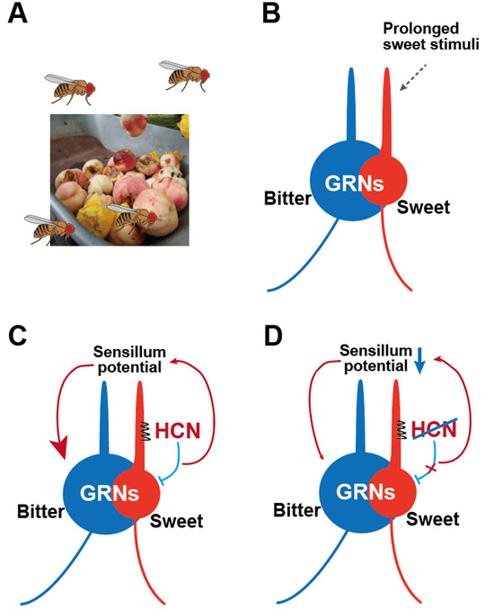 초파리 미각수용신경세포 활성의 항상성 보전 기전을 설명한 이미지.