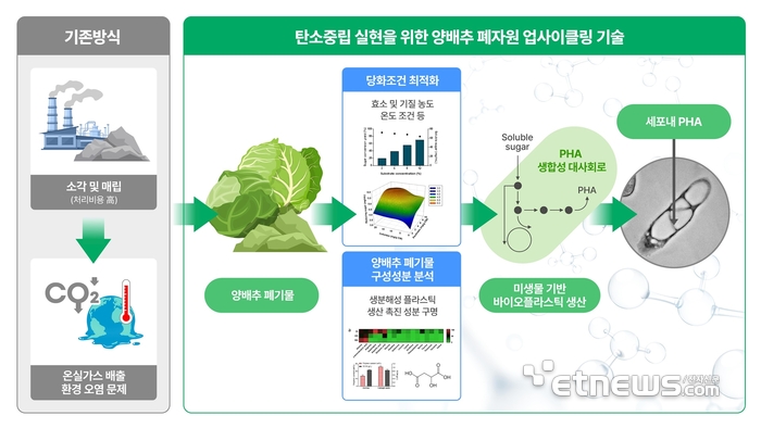 세계김치연구소 양배추 폐기물 업사이클링 기술 개요도.