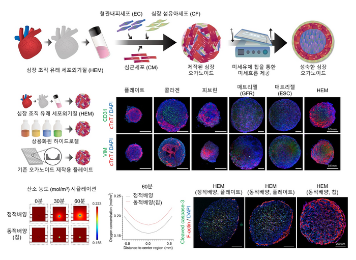 심장 미세환경 구현한 심장 오가노이드 제작 과정 및 우수성