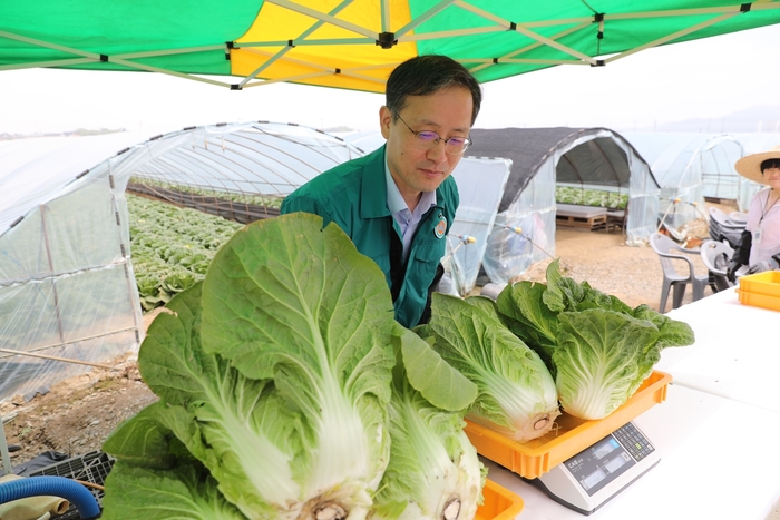 이형일 통계청장이 표본으로 수확된 배추의 무게를 확인하고 있다.[통계청 제공]