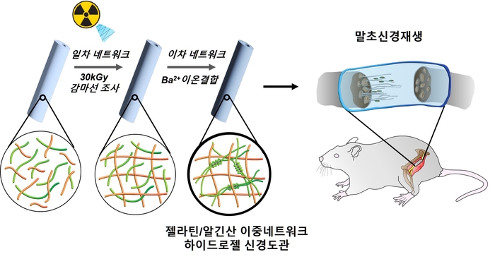 감마선 조사 이중네트워크 하이드로젤 신경도관 모식도.