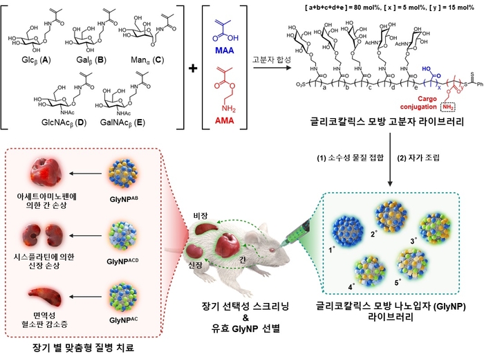 장기 선택적 인공 탄수화물 나노입자(GlyNPs) 선별 및 평가 모식도