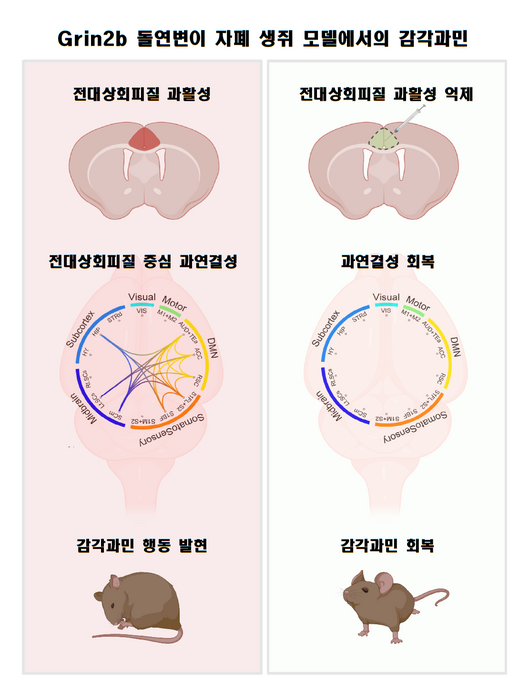 전측 대상회피질 활성 억제를 통한 감각 과민 회복