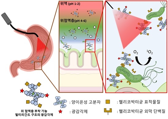 광감각제를 이용한 헬리코박터균 표적 치료 전략 개략도. 나건 교수 제공