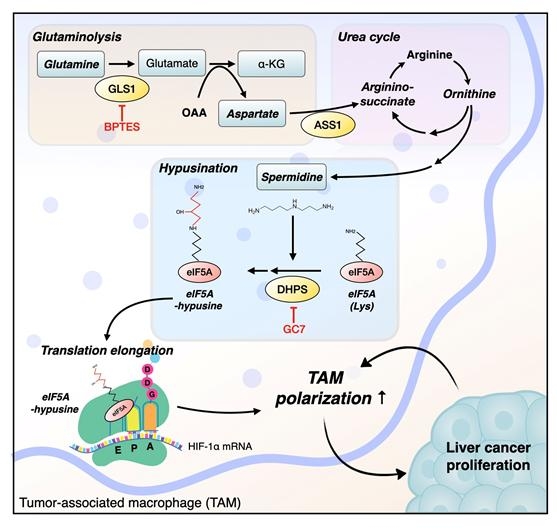 종양관련대식세포에서 증가된 글루타민 대사는 요소회로와 폴리아민 합성 경로 활성화를 통해 eIF5A 하이푸시네이션과 HIF-1 alpha 단백질을 상향 조절하여 종양 성장을 촉진시킨다는 이미지.