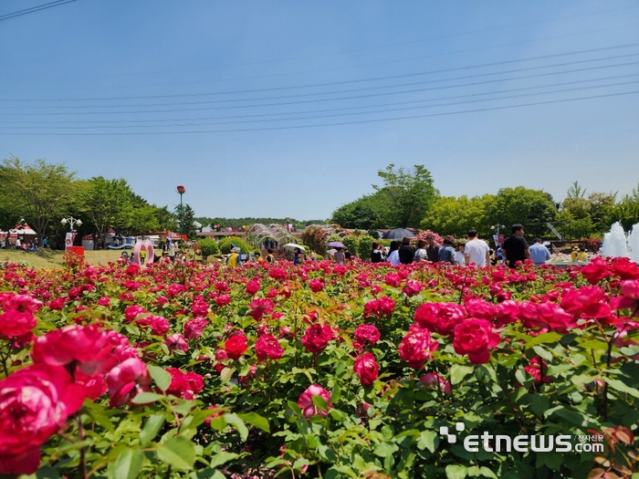 울산대공원 장미대축제 현장.