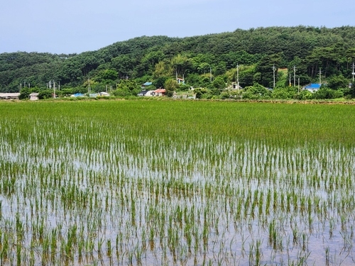 충남도 농업기술원이 개발한 벼품종 '빠르미(사진)'는 농업용수 사용 절감을 통한 메탄 발생 저감에서 우수성을 인정받았다.