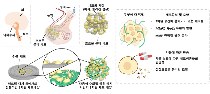 말단비대증 치료 뇌하수체 종양모델 개발 개요.