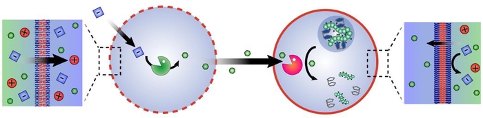 각기 다른 분자 투과도를 가지는 고분자 막으로 구성된 두 인공세포를 합성하해 내부 효소의 기질만 크기 선택적으로 통과시켜 세포 내 및 세포 간 생화학 반응을 시공간적으로 조절할 수 있도록 했다. 연구관련 이미지.