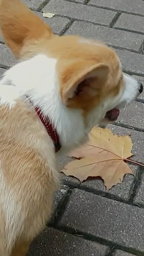 “반려동물, 청계천 출입해도 될까요?” [숏폼]