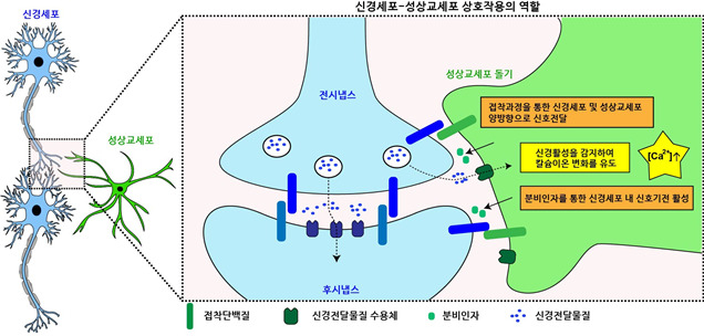 신경세포-성상교세포 상호작용을 통한 시냅스 발달 및 기능을 설명한 이미지