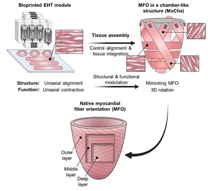바이오프린팅 보조 조직 조립 기술을 활용한 인공 심장 모델 개발 모식도