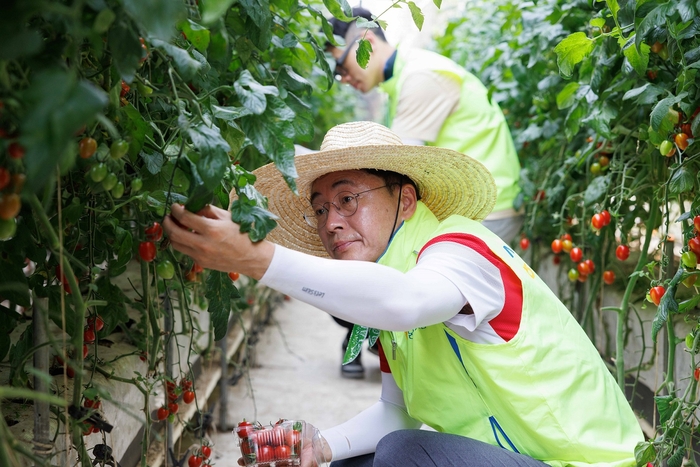 이석용 농협은행장(사진 가운데)이 14일 경기도 파주의 농가를 찾아 토마토 수확 을 하며 일손을 돕고 있다. 사진제공=농협은행