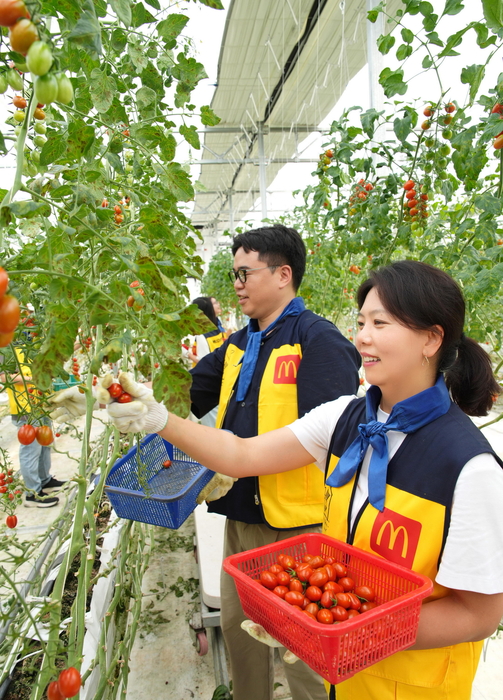 김기원 한국맥도날드 대표이사(오른쪽)를 비롯한 맥도날드 본사 임직원이 지난 24일 '푸르메소셜팜'에 방문해 방울토마토를 가꾸고 수확하는 일을 도왔다.