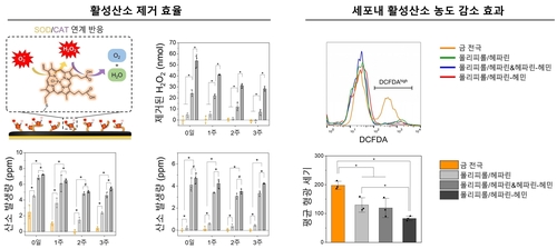 활성산소 제거 효율 평가 및 세포 내 활성산소 농도 감소 효과 확인.