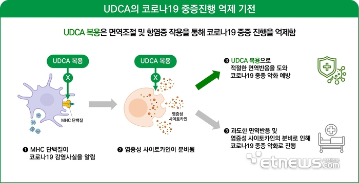 UDCA의 코로나 19 중증진행 억제 기전도