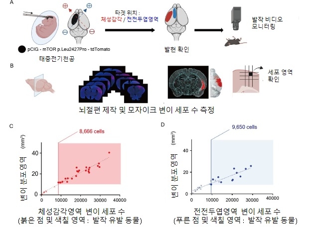 KAIST는 마우스 뇌전증모델의 8000~9000 개 수준의 변이 세포 존재를 기준으로 뇌전증 발작이 유발될 수 있음을 확인했다.