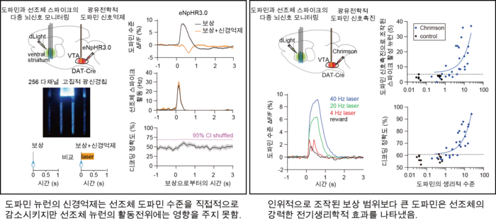 최신 뇌공학 기술을 이용한 도파민의 생리적 법칙 규명 연구 개념도